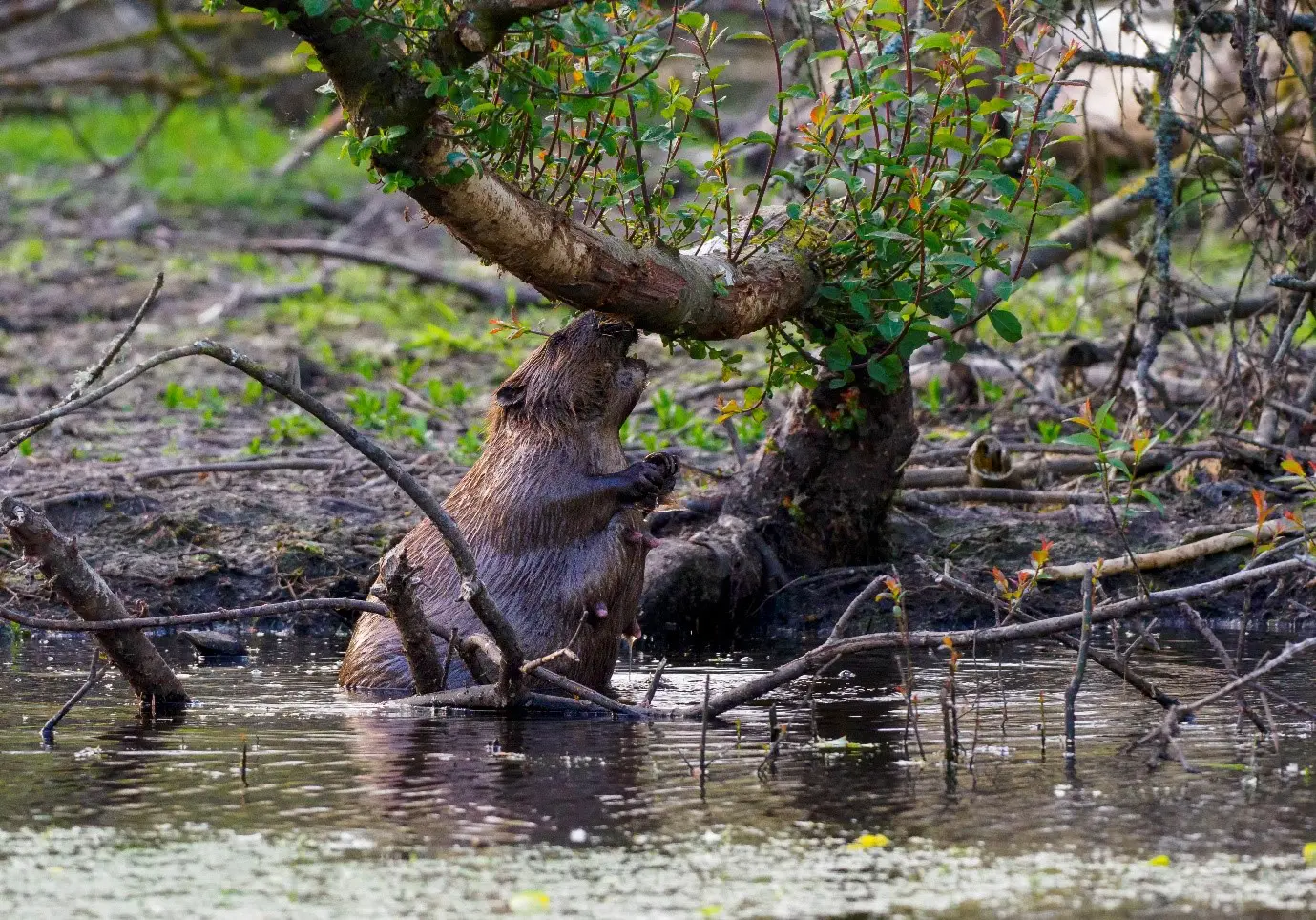 A Eurasian beaver