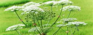close up of a giant Hogweed growing in a field of grass
