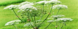 close up of a giant Hogweed growing in a field of grass